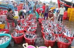 ICFO hỗ trợ 10.000 USD cho hợp tác xã nghề cá và ngư dân các tỉnh miền Trung 